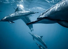 “莎头”组合将出战WTT中国大满贯赛